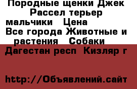 Породные щенки Джек Рассел терьер-мальчики › Цена ­ 40 000 - Все города Животные и растения » Собаки   . Дагестан респ.,Кизляр г.